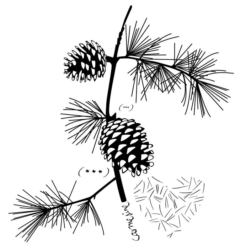 vegetalprint 27